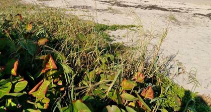 Ocean Ridge Boutique Apartment 14 with a large pool 200m from the beach