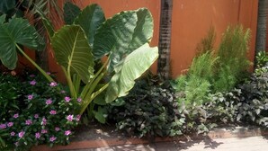 A garden with large-leafed plants, flowering shrubs, and a variety of greenery.