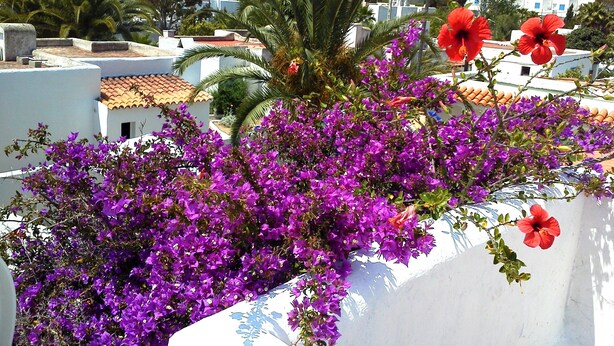 Un edificio con paredes blancas y flores rojas.