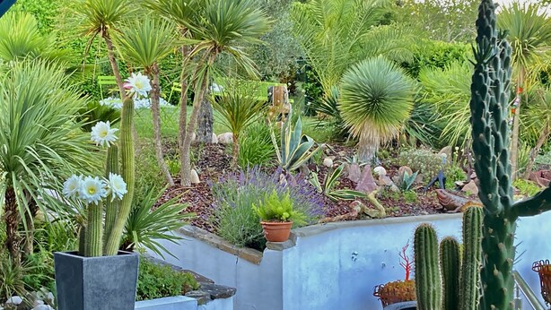 Um jardim com diversos cactos e suculentas, incluindo cactos altos e plantas menores com flores brancas.