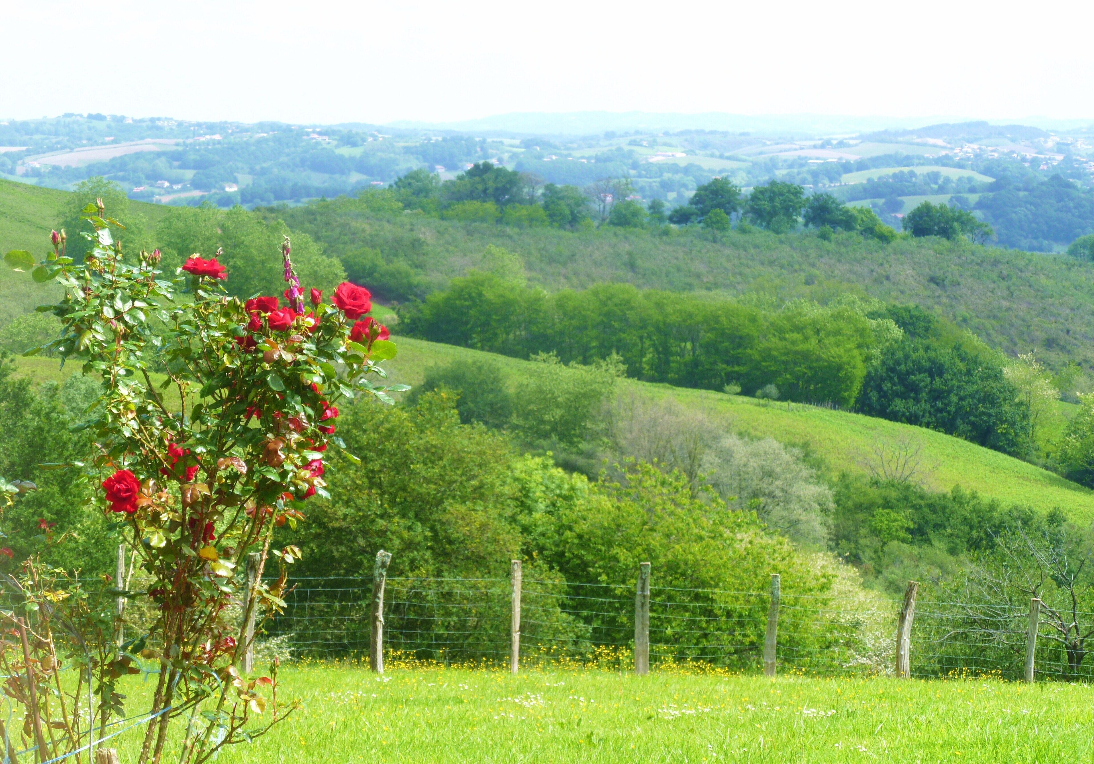 A rural landscape with rolling hills, a fence, and a cluster of red roses in the foreground.