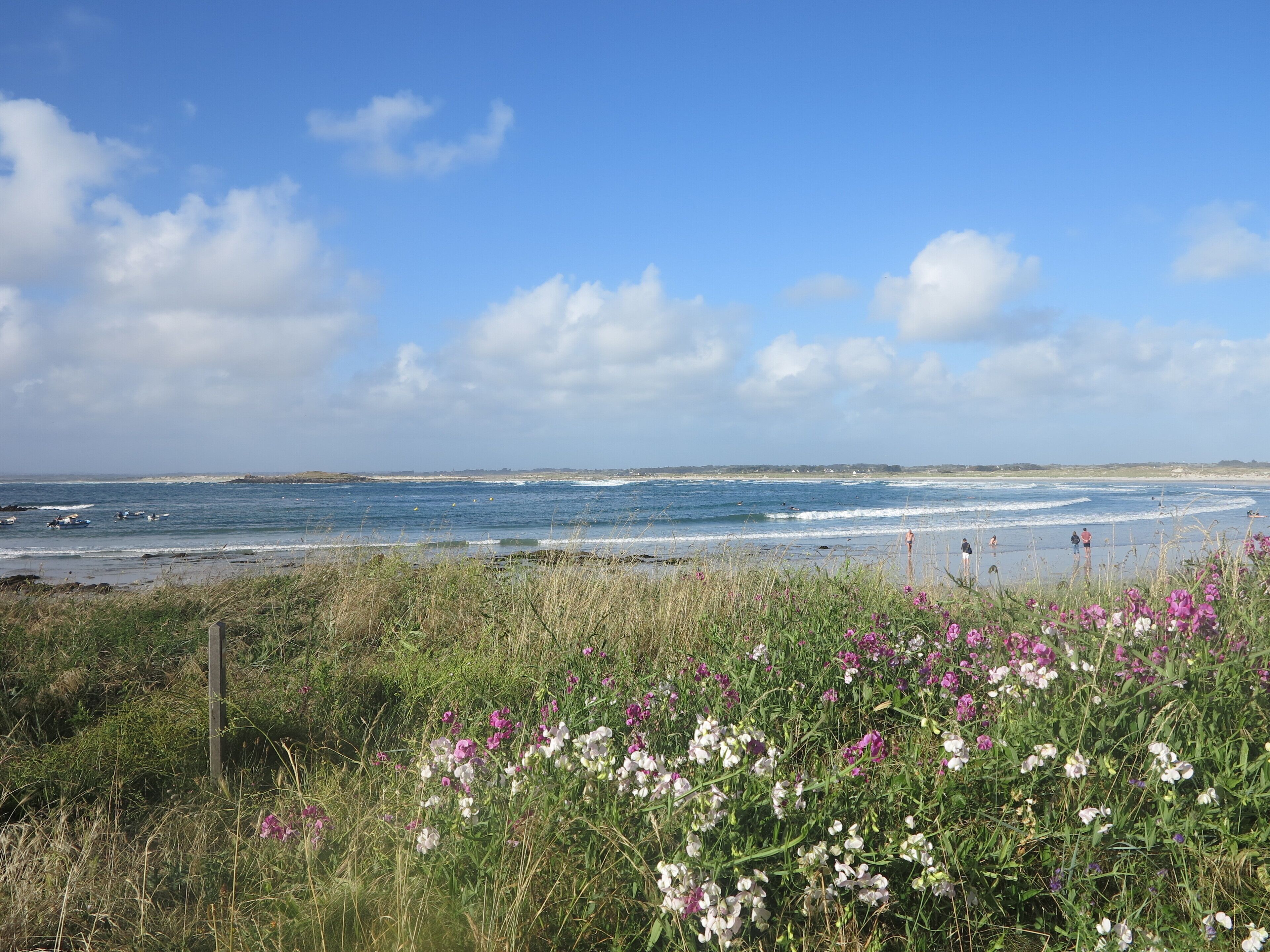 Eine Küstenlandschaft mit einer grasbewachsenen Vordergrund und einem Strand im Hintergrund.