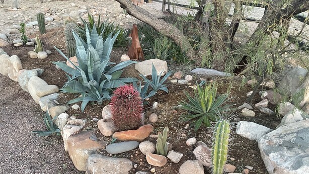 A desert garden with various cacti and succulents, surrounded by rocks and a wooden fence. - Tranquil Retreat with Gorgeous near 360-degree Mountain Views! (Rio Rico)