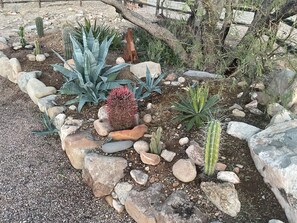 A desert garden with various cacti and succulents, surrounded by rocks and a wooden fence.