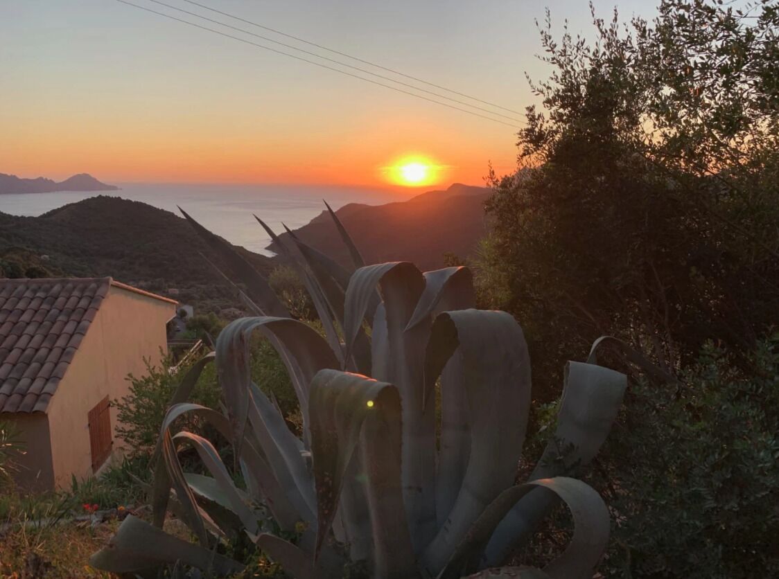 Una vista al atardecer con una casa y una planta de agave grande al frente.