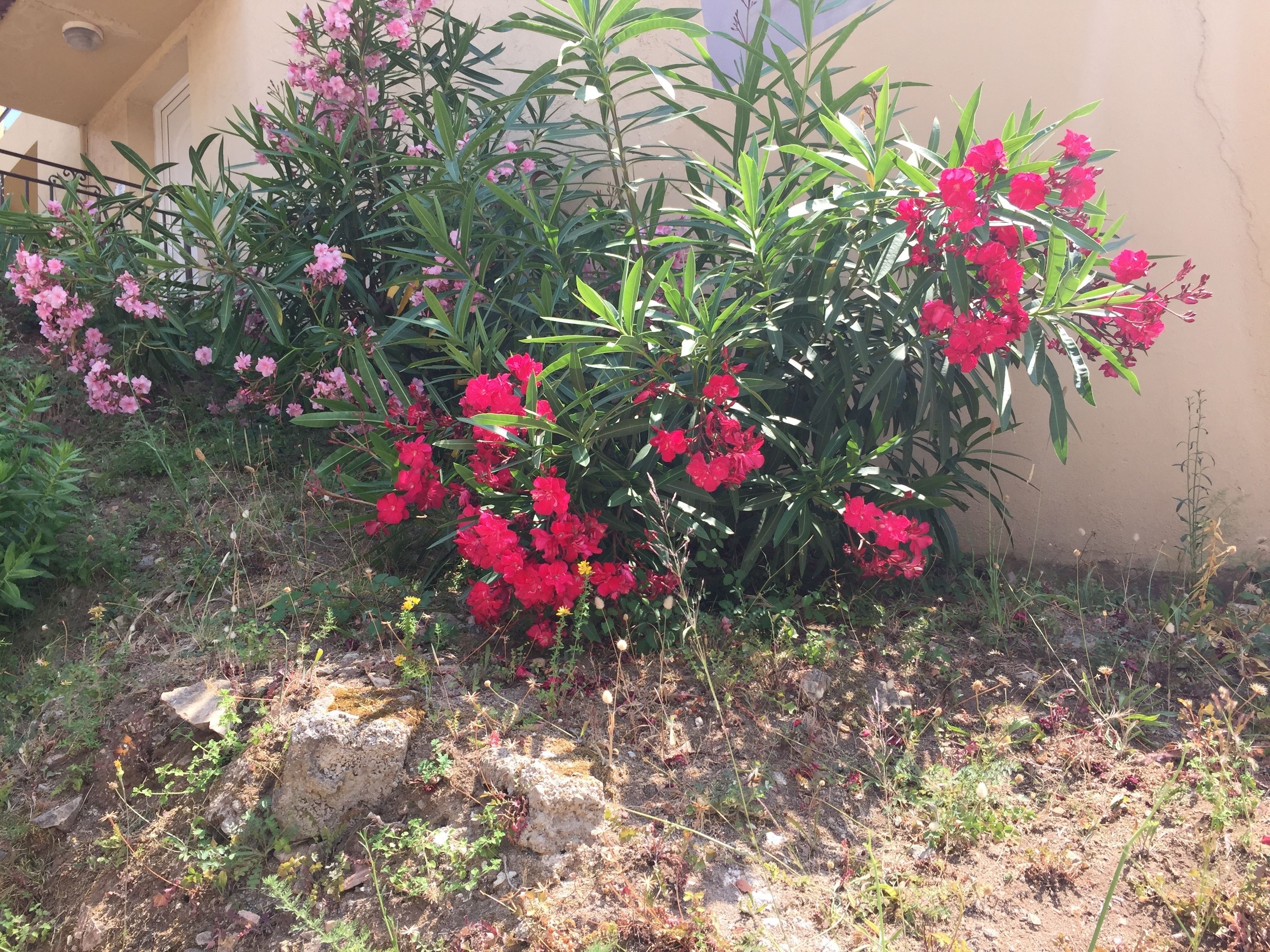 A garden with red flowers and green foliage in front of a building.