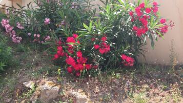 A garden with red flowers and green foliage in front of a building.