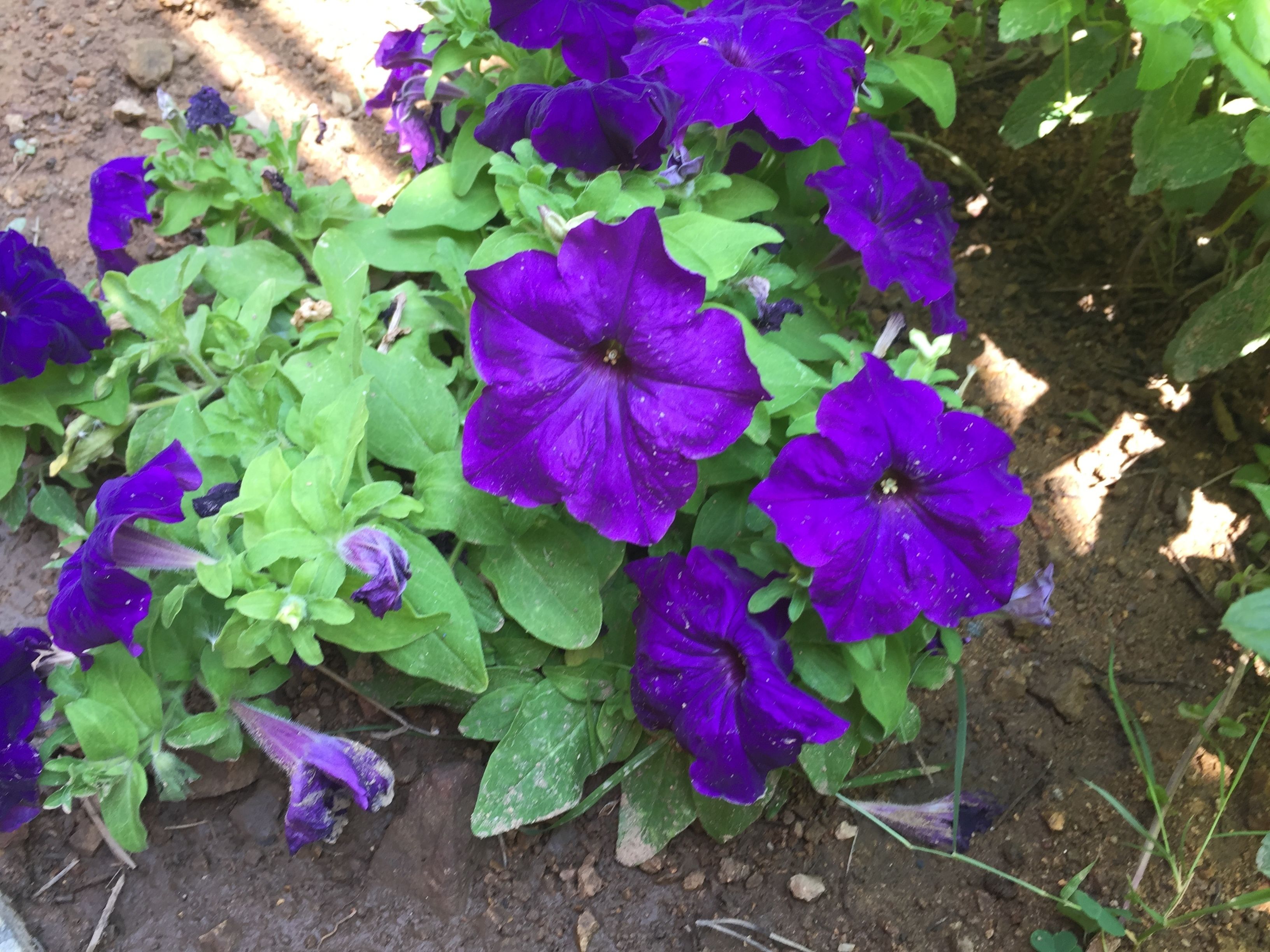 A garden bed with purple flowers and green foliage.