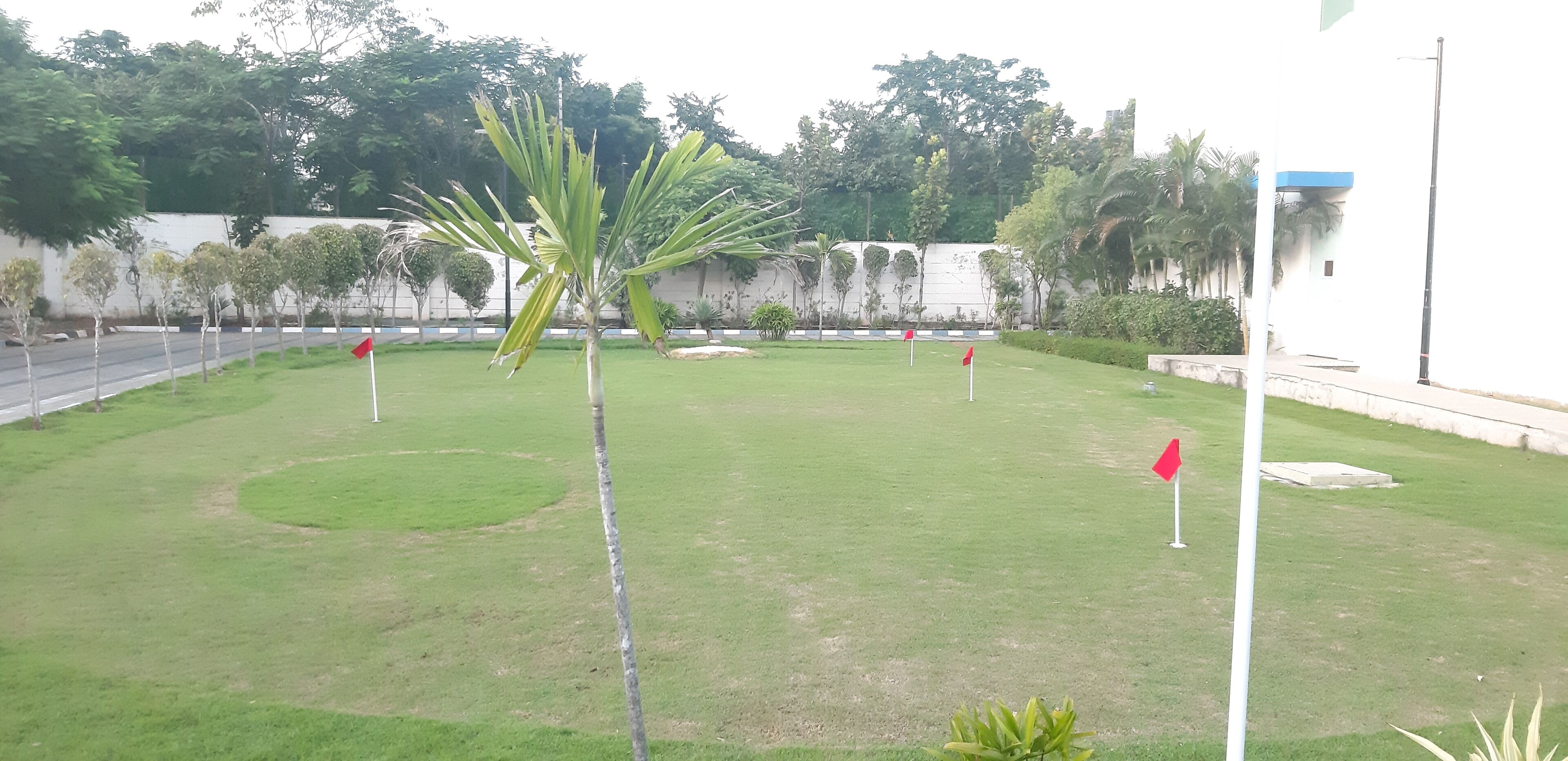 A well-maintained lawn with a palm tree, red flags, and a white building in the background.