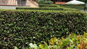 A building with a balcony and a hedge in the foreground. - Aurelia Rta Detta Il Cascinale (Montignoso)
