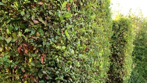 A stone wall partially covered by ivy and a hedge. - Aurelia Rta Detta Il Cascinale (Montignoso)