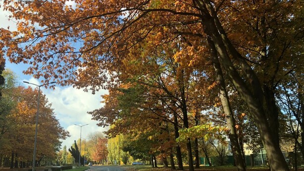 Une rue bordée d’arbres, avec une chaussée dégagée et des voitures garées.