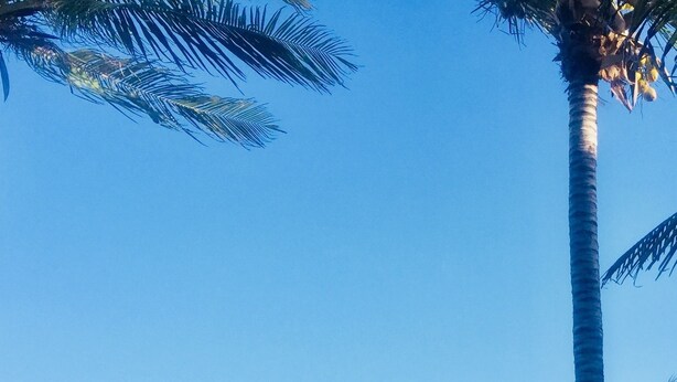 Una playa con sombrillas de paja, palmeras y un cielo azul despejado.
