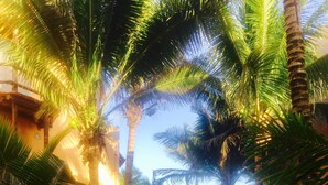 Un sendero bordeado de palmeras que lleva a una playa.