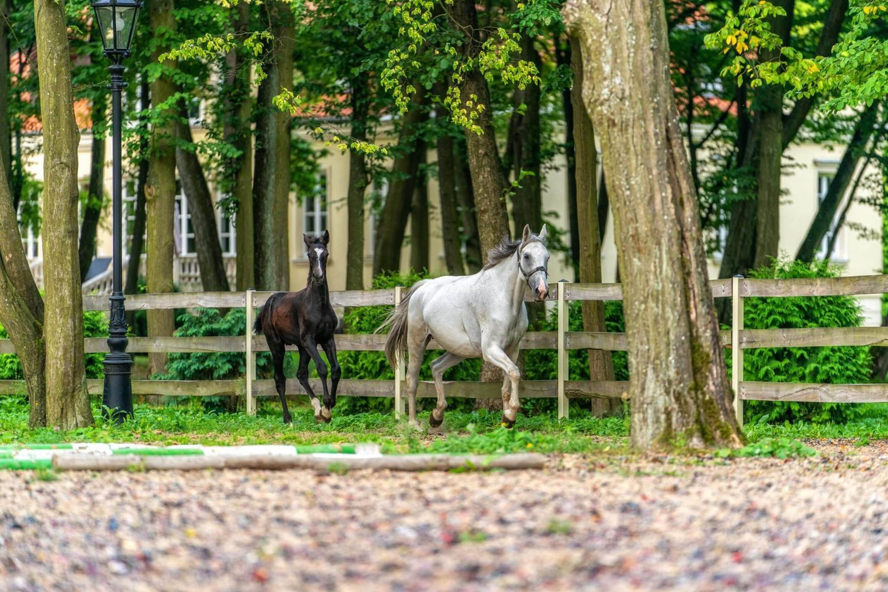 A horse race track with two horses running.