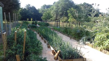 Un jardín con camas elevadas y diversas plantas.
