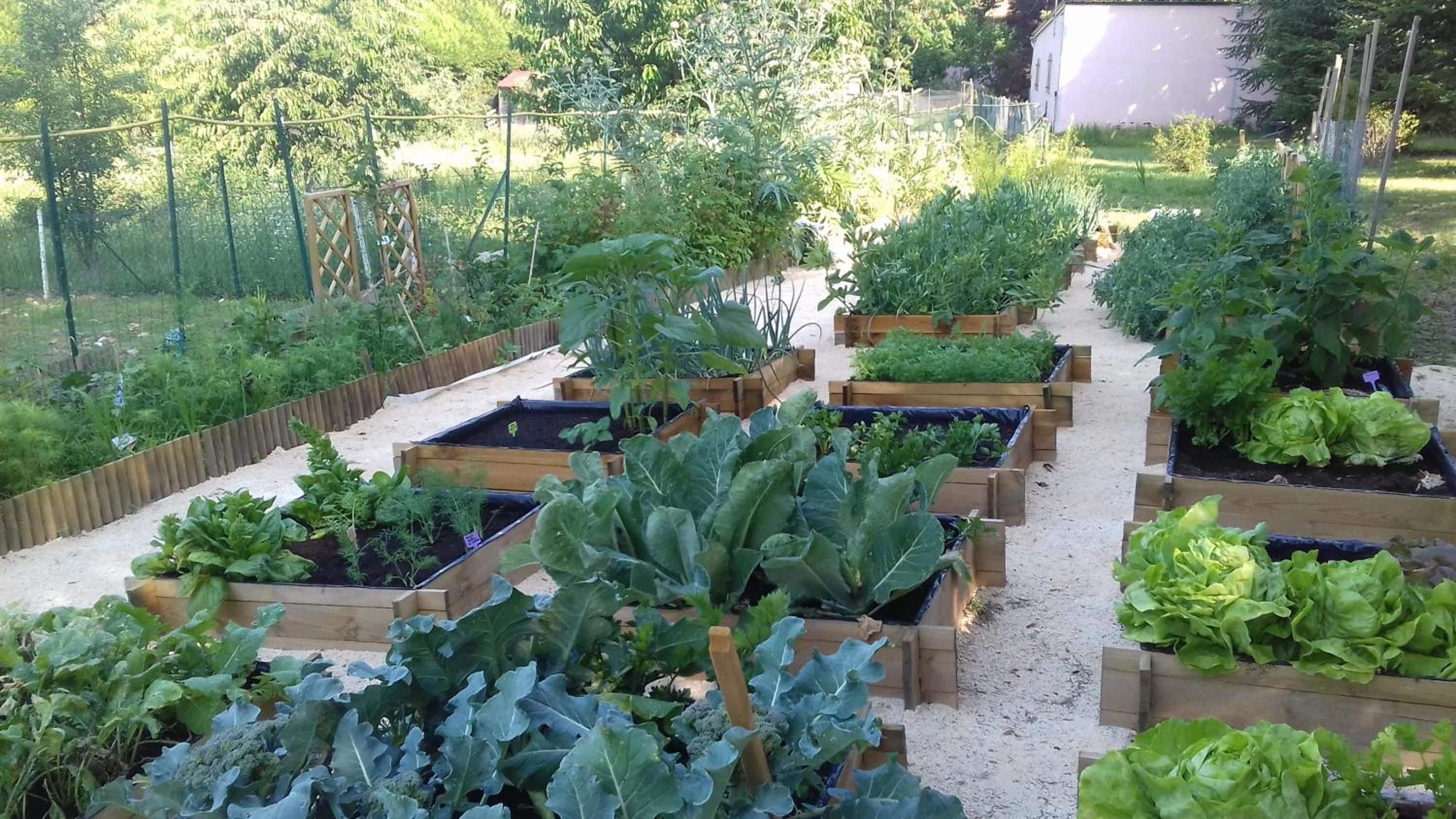 A garden with raised beds containing various vegetables and plants.
