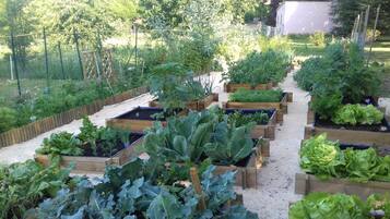 A garden with raised beds containing various vegetables and plants.