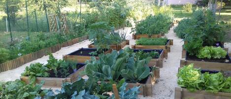 A garden with raised beds containing various vegetables and plants.