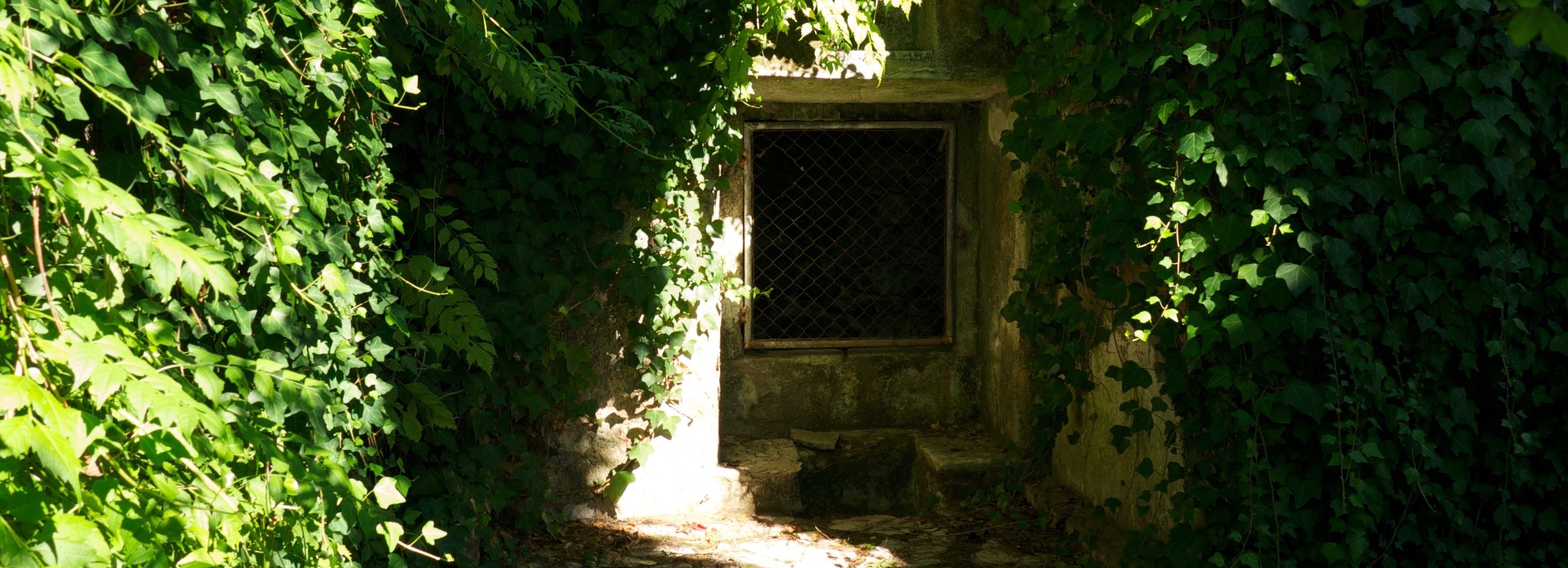 Un estrecho pasaje cubierto de hiedra que conduce a una ventana con celosía metálica.