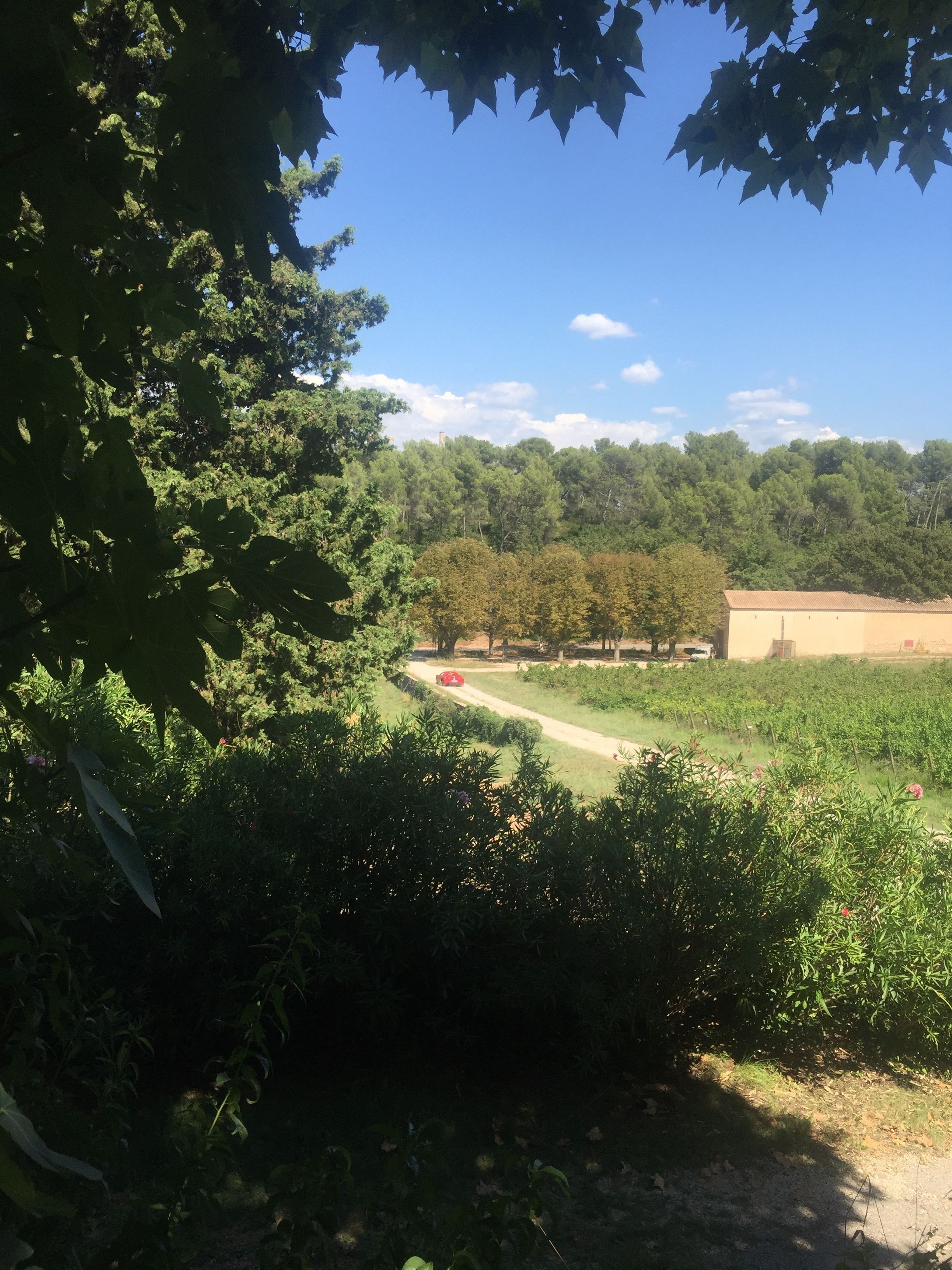 A rural landscape with a dirt path, dense greenery, and a building in the distance.