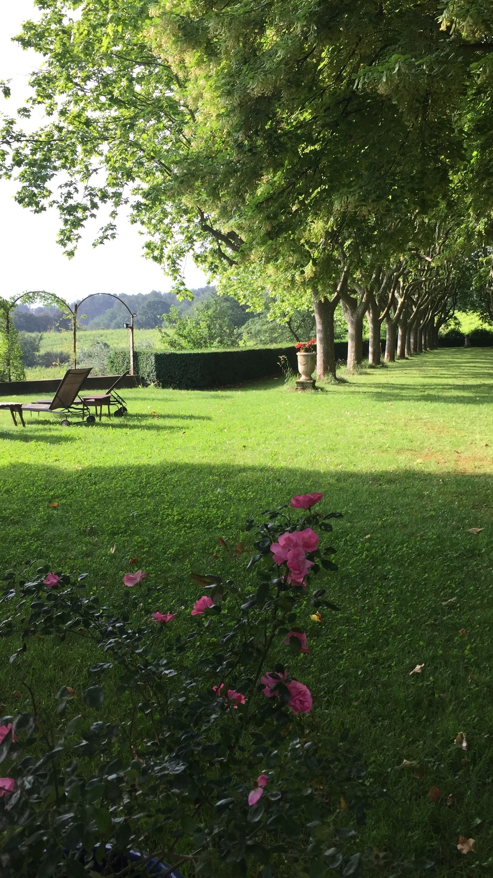 A grassy area with a row of trees, a bench, and a flower bed.