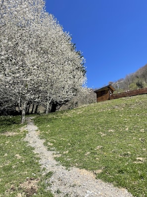 Un cadre rural avec un chalet en bois, un chemin de gravier et un grand arbre en fleurs.