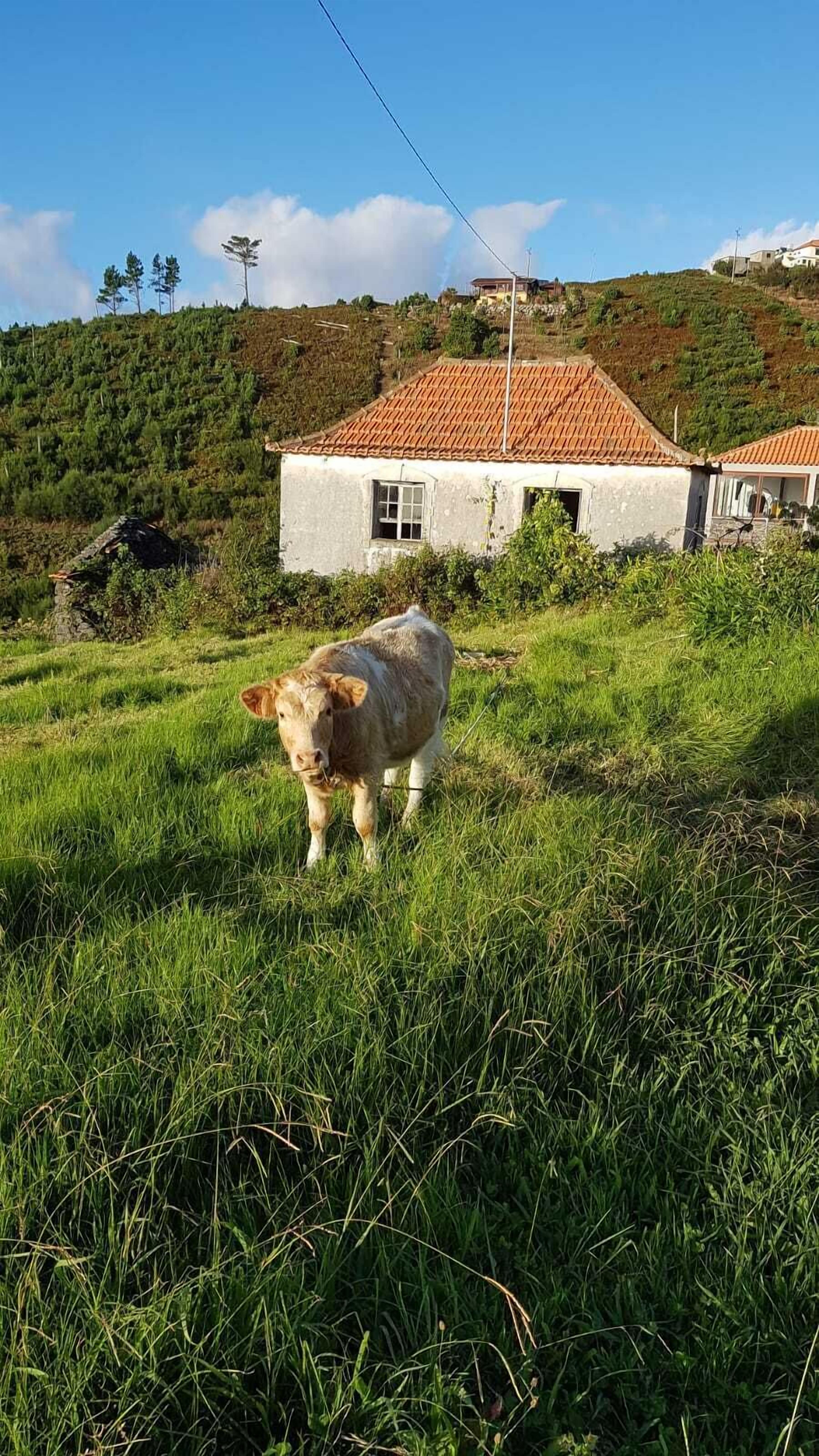 Landelijke omgeving met een koe op een grasveld, een huis met pannendak en een heuvel op de achtergrond.