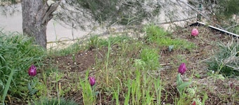 Zimmer El Rom Golan Heights