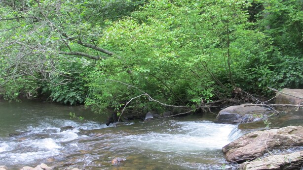 Un arroyo cristalino fluye sobre rocas con abundante follaje verde al fondo.