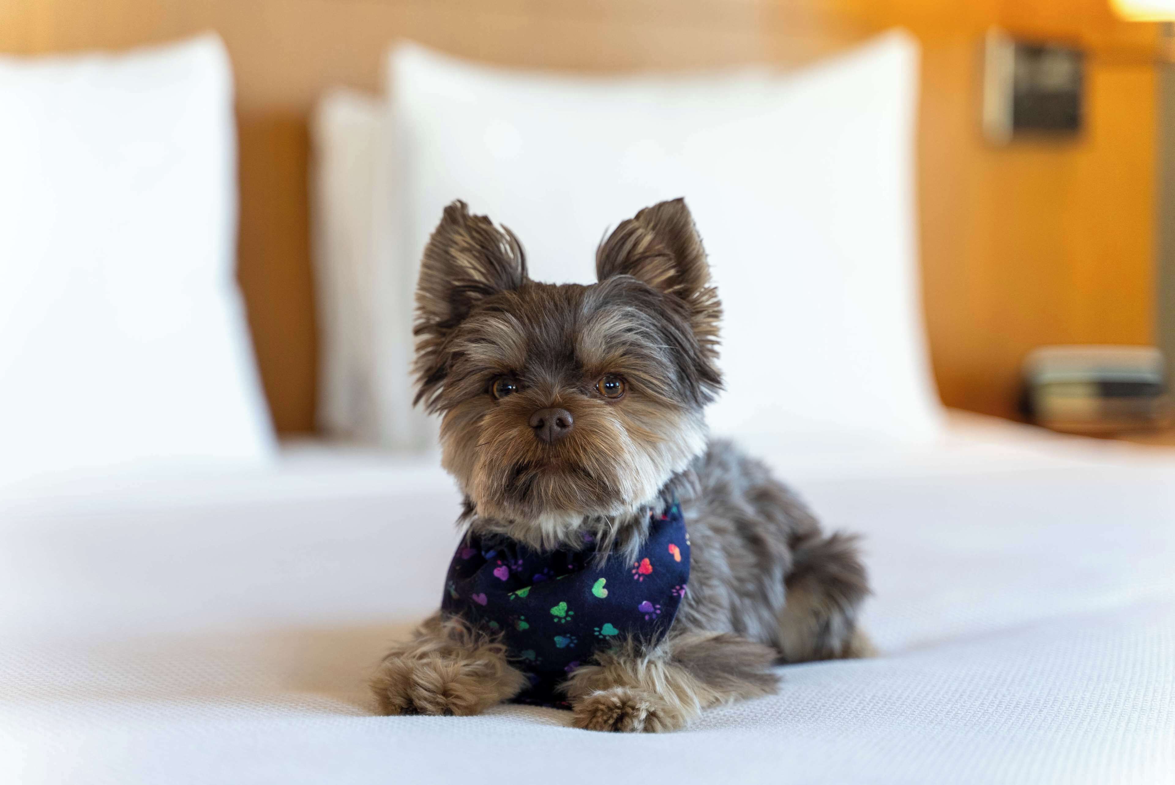 Un perro pequeño acostado sobre una cama con sábanas blancas y una almohada oscura en una habitación de hotel.