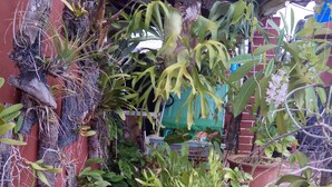 A variety of potted plants arranged in a garden area with a wooden structure overhead. - Hostal Casa de Alexis y Mary (Havana)