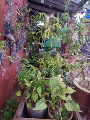 A variety of potted plants arranged in a garden area with a wooden structure overhead. - Hostal Casa de Alexis y Mary (Havana)