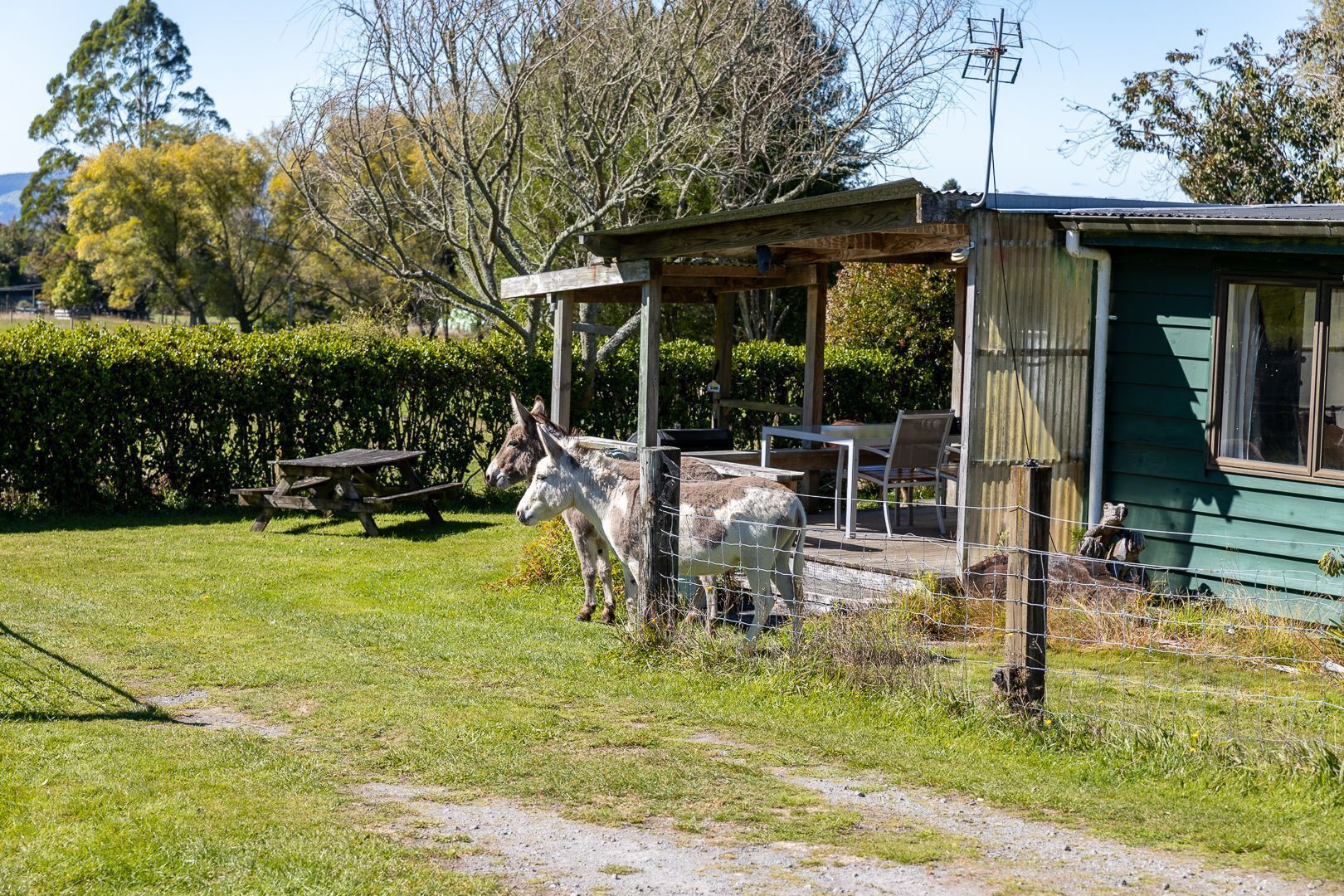 Una cabaña rústica con porche de madera, una mesa de picnic y un área cercada con dos burros.