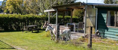 Una cabaña rústica con porche de madera, una mesa de picnic y un área cercada con dos burros.