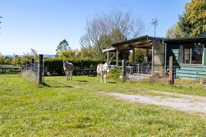 Property grounds - Warm calm peaceful Farmstay Rotorua with Wi-Fi (but kids don't need to know!) (Ngongotaha)