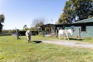 Property grounds - Warm calm peaceful  Farmstay Rotorua with Wi-Fi (but kids don't need to know!) (Ngongotaha)