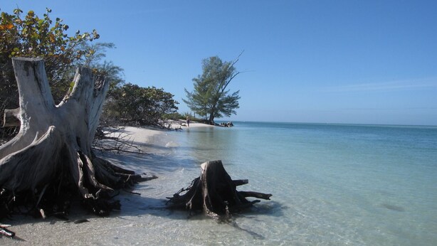 A beach with clear water, a large tree trunk, and a small island with trees. - Spectacular Boca Grande Waterfront Views of Gasparilla Sound; Boca Grande Club (Boca Grande)