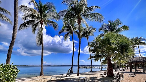 A beach with palm trees, clear blue sky, and calm sea.