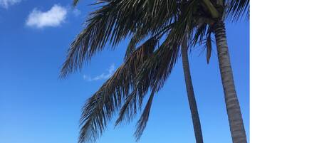 Sun loungers, beach towels