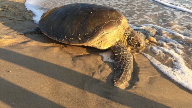 A sea turtle on a sandy beach with waves. - House rental in Toque Toque Grande - São Sebastião (North Coast of SP) (São Sebastião)