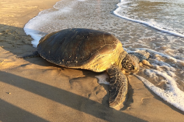 Accommodatie ligt op het strand