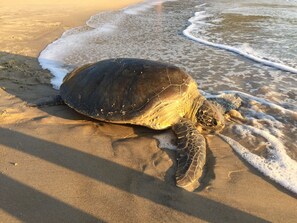 A sea turtle on a sandy beach with waves.