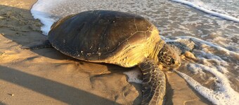House rental in Toque Toque Grande - São Sebastião (North Coast of SP)