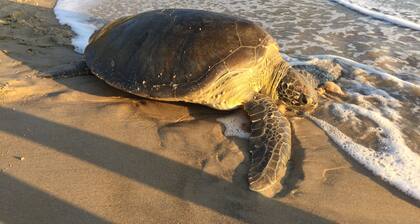 Mieten in Toque Toque Grande - San Sebastian (North Coast SP)