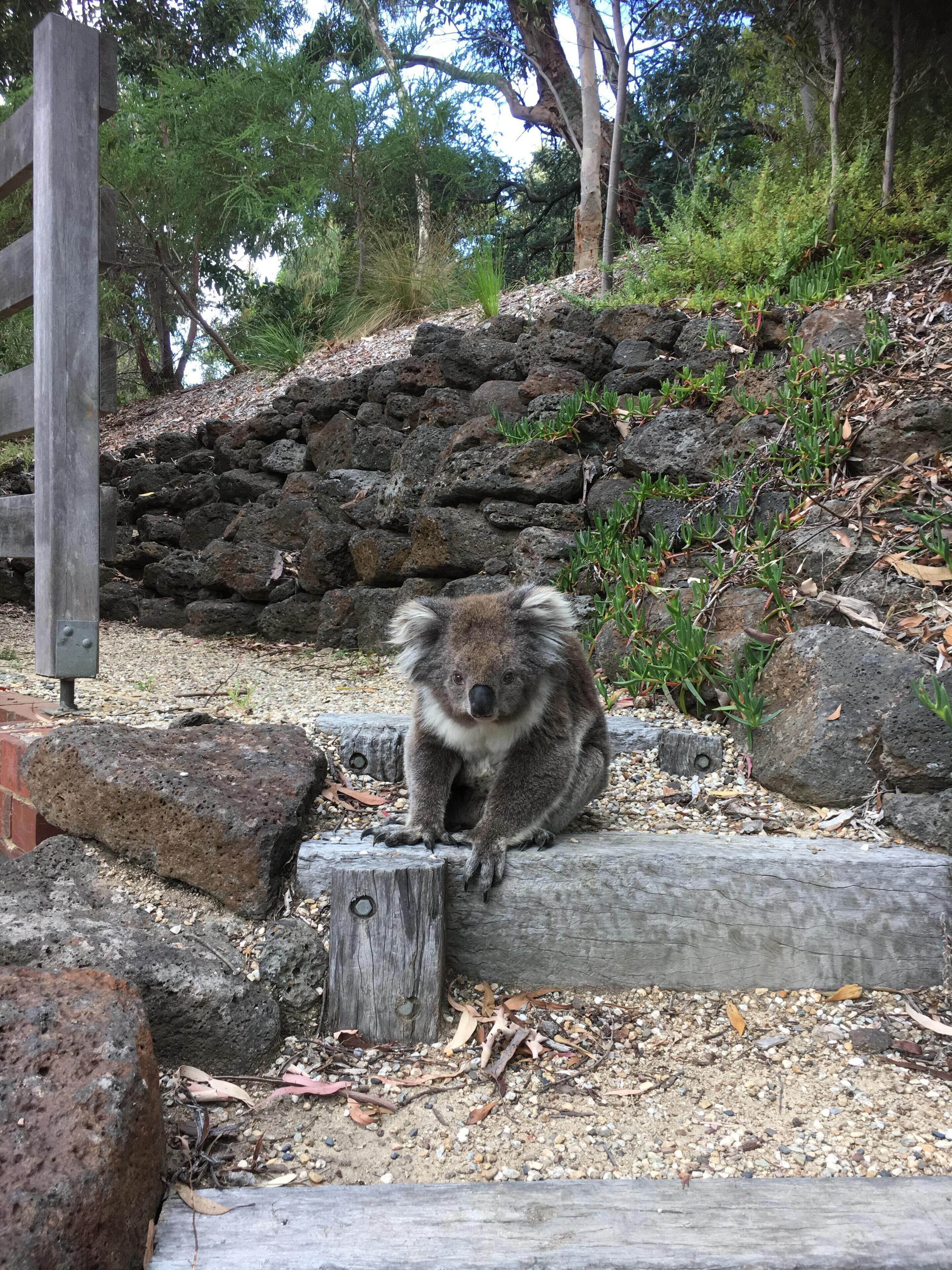 A koala sitting on a wooden log in a rocky outdoor area with trees in the background.
