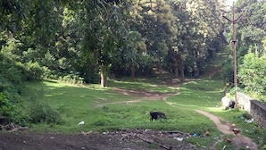 A rural landscape with a dirt path, greenery, and a cow grazing.