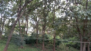 A wooded area with trees and a power line.