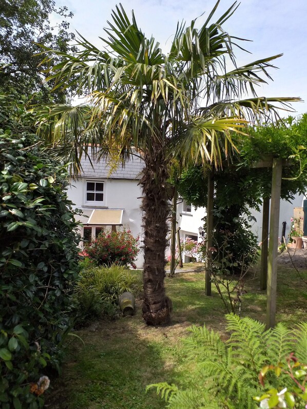 A garden with a palm tree, ferns, and various shrubs.