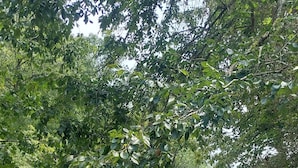 Unclassified image, 4 of 11, button - Relax and Rejuvenate in this Peaceful, Wooded Oasis. (Eureka Springs)